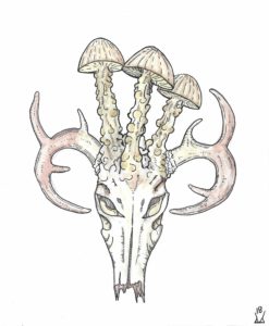 pen and ink, watercolor mixed media drawing of a whitetail deer skull with mushrooms sprouting from it